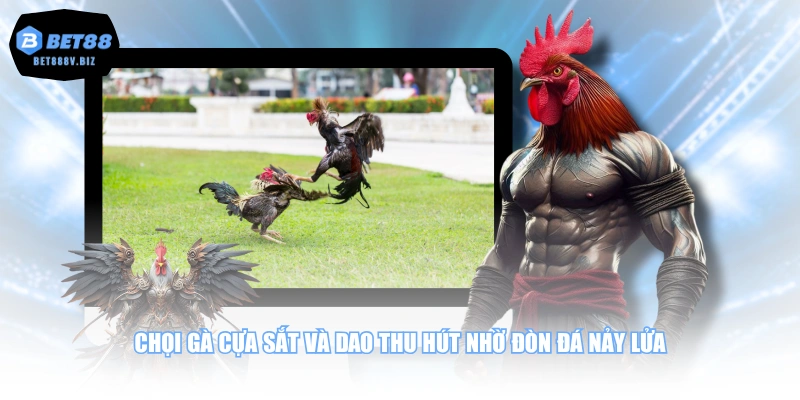 Chọi gà cựa sắt và dao thu hút nhờ đòn đá nảy lửa