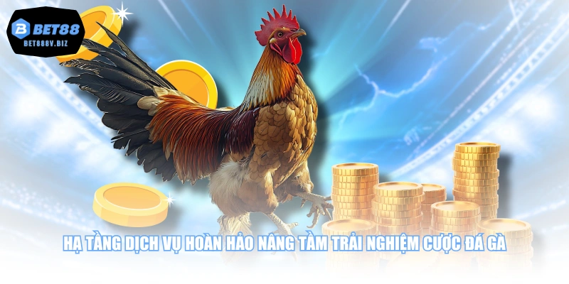 Hạ tầng dịch vụ hoàn hảo nâng tầm trải nghiệm cược đá gà
