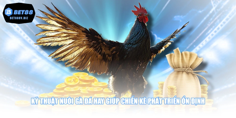 Kỹ thuật nuôi gà đá hay giúp chiến kê phát triển ổn định