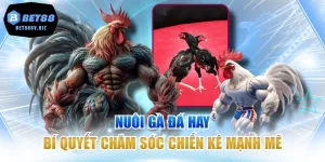 Nuôi Gà Đá Hay - Bí Quyết Chăm Sóc Chiến Kê Mạnh Mẽ