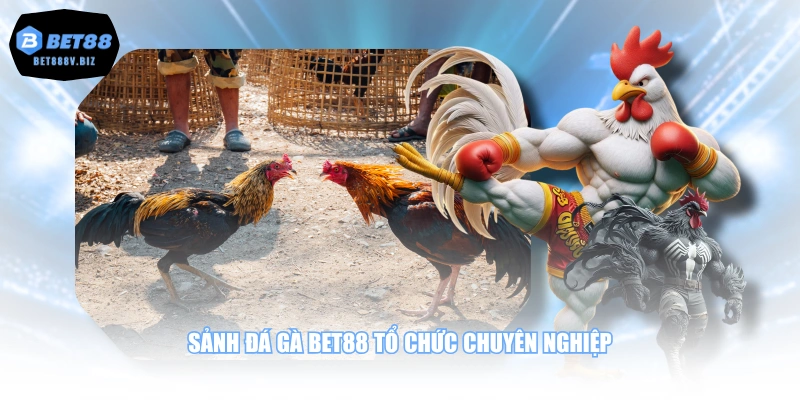 Sảnh đá gà BET88 tổ chức chuyên nghiệp